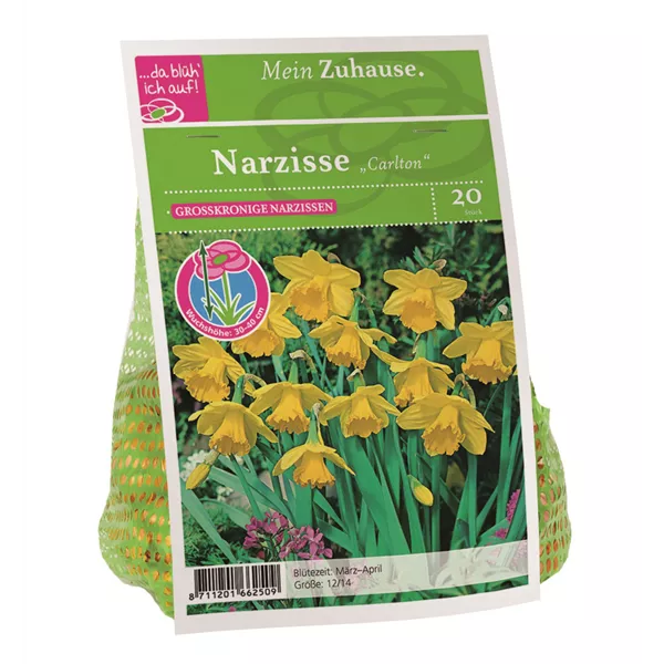 Blumenzwiebel Narzisse 'Carlton'